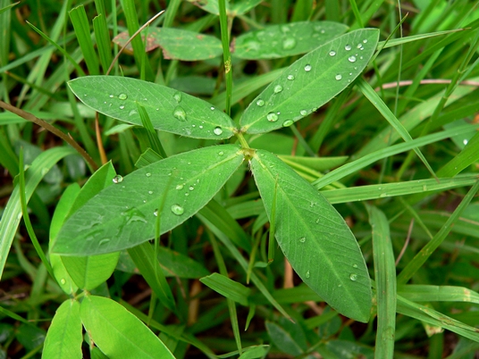 {Arachis glabrata}